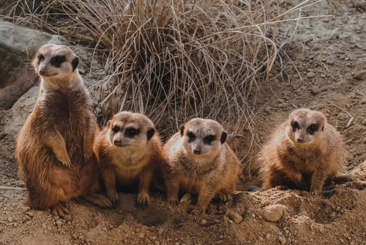 Ein paar Erdmännchen Bild: Tierpark Bochum