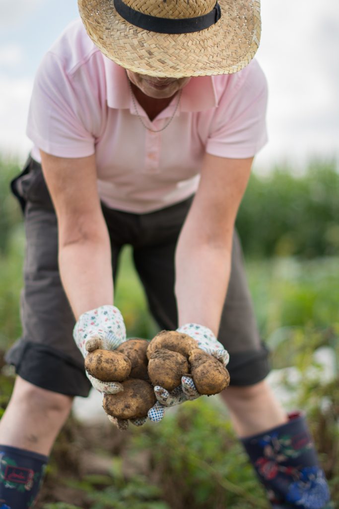 Gemüseernte Kartoffeln
Bild: meine ernte