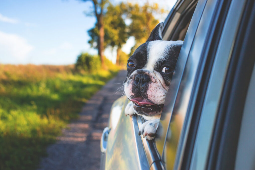 Hund schaut aus dem Auto Bild: Pixabay