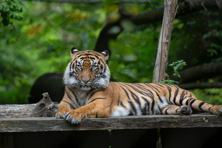 Ein Tiger im Zoo Bild: NaturZoo Rheine