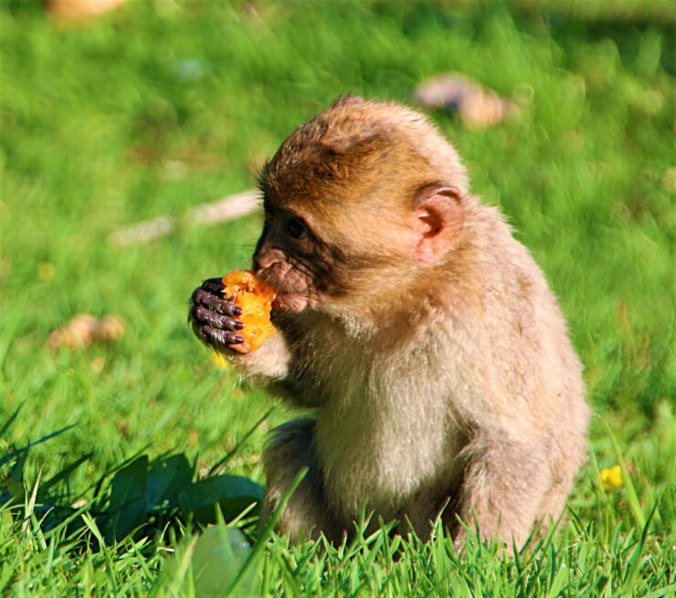 Berberaffe beim Essen Bild: Affen- und Vogelpark Eckenhagen