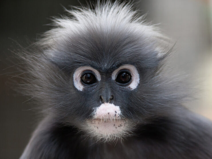 Brillenlangur im Zoo Bild: Burgers’ Zoo