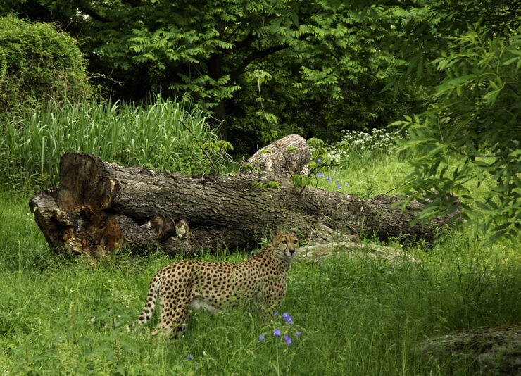 Geparden-Gehege Bild: Kölner Zoo