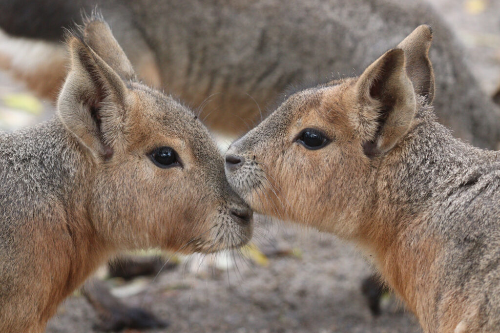 Zwei Große Maras im Tierpark Hamm Bild: Stadt Hamm, Thorsten Hübner