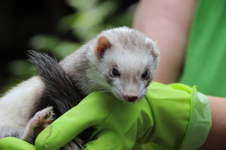 Tiere im Wildpark Leverkusen Bild: Wildpark Leverkusen