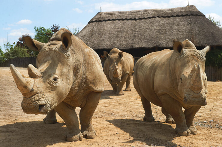 Das Breitmaulnashorn Bild: ZOOM Erlebniswelt