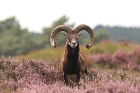 Mufflon im Nationalpark, Foto: Nationale Park De Hoge Veluwe