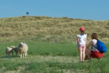 Schafe in den Dünenlandschaften auf Texel, Foto: Texel Images