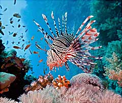 Korallenriff Aquarium Bildquelle: KSM GmbH