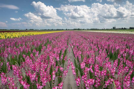Die Tulpenfelder bei Sint Martenszee, Foto: Holland boven Amsterdam