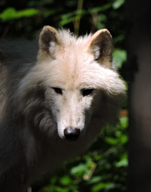 Arktischer Wolf Brückenkopfpark, Foto: © by ma.ho.