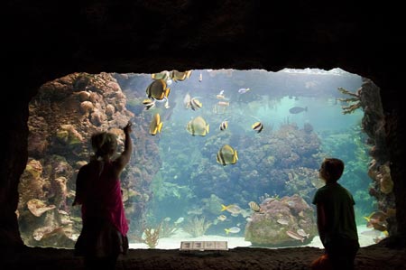 Der tiefe Ocean ist genauso faszinierend wie seine Tiere, Foto: @ Burgers’ Zoo