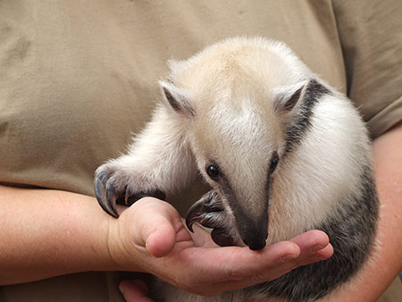 Ein Tamandua-Baby, Foto: Zoo Dortmund
