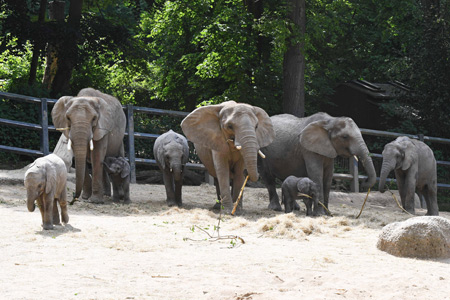 Die Elefanten im Grünen Zoo Wuppertal, Foto: Der Grüne Zoo Wuppertal / Foto: (B. Klee)