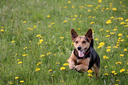 Lassen Sie Ihren Hund frei herumtoben, Foto - pixabay / Manfred Richter