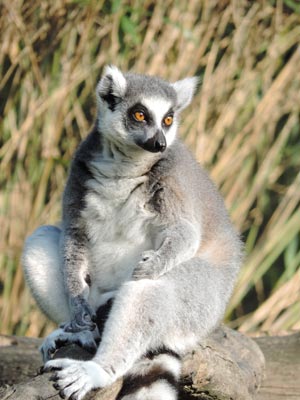 Katta Lemur im Duisburger Zoo, Foto: Zoo Duisburg/Schroeder