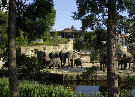 Elefantenpark, Foto: Kölner Zoo