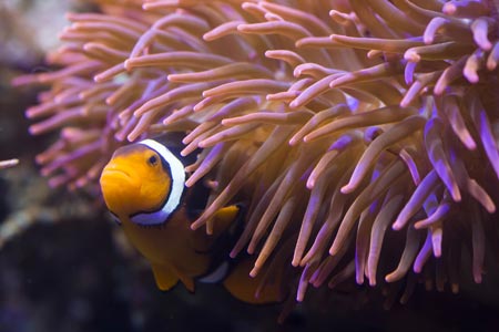 Nemo gefunden! Foto: SEA LIFE