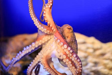 Täglich grüßt der Oktopus, Foto: SEA LIFE