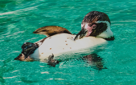 Pinguin spielt im Wasser, Foto: Tierpark Bochum/Humboldt