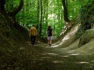 Wandern in grünen Wäldern, Fotos: Rheinsteig-Büro