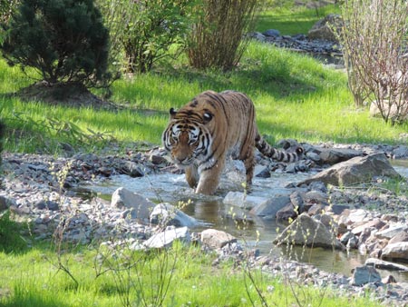 Tigeranlage im Duisburger Zoo, Foto: Zoo Duisburg/Schroeder