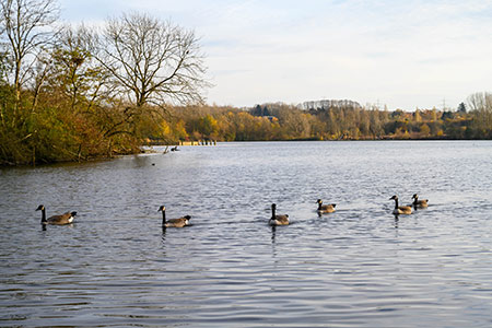Wasservögel auf dem Ümminger See, Foto: Stadt Bochum