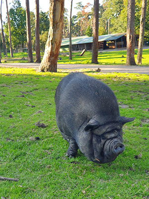 Die Hängebauchschweine im Naturwildpark Granat, Foto: Claudia Jaquet
