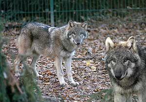 Wölfe im Kaisergarten am Schloss Oberhausen