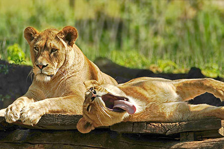 Eine Afrikanische Löwin, Foto: ZOOM Erlebniswelt
