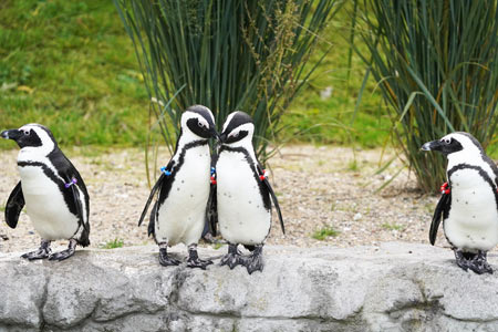 Pinguine in der ZOOM Erlebniswelt, Foto: ZOOM Erlebniswelt