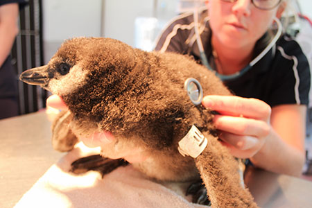 Ein Pinguinjungtier wird in der Rettungsstation von Sancoob, Südafrika, untersucht. Foto: Emma Strumpman
