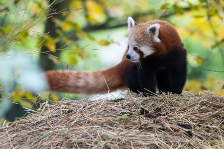 Kleiner Panda Rusty, pic: Zoo Krefeld