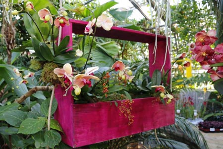 Orchideen in Schaukästen des Tropenhauses, Foto: Gaye Suse Kromer, Dortmund Agentur