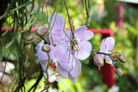 Orchideenranke, Foto:Gaye Suse Kromer, Dortmund Agentur