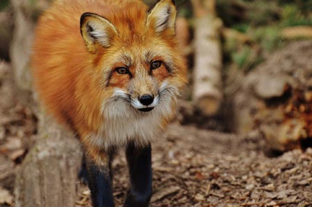 Fuchs im Wildpark, Foto: pixabay/Alexas_Fotos