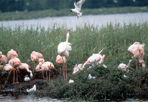 Flamingo gegen Möwe Quelle: Biologische Station Zwillbrock