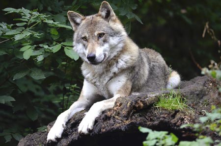 Wolf auf Baumstamm, Foto: pixabay/Wildfaces