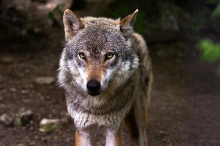 Wolf, Foto: pixabay/raincarnation40