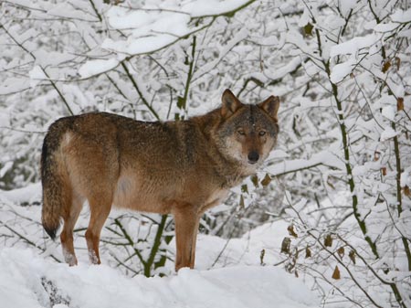 Wolf im Schnee, Foto: Allwetterzoo Münster