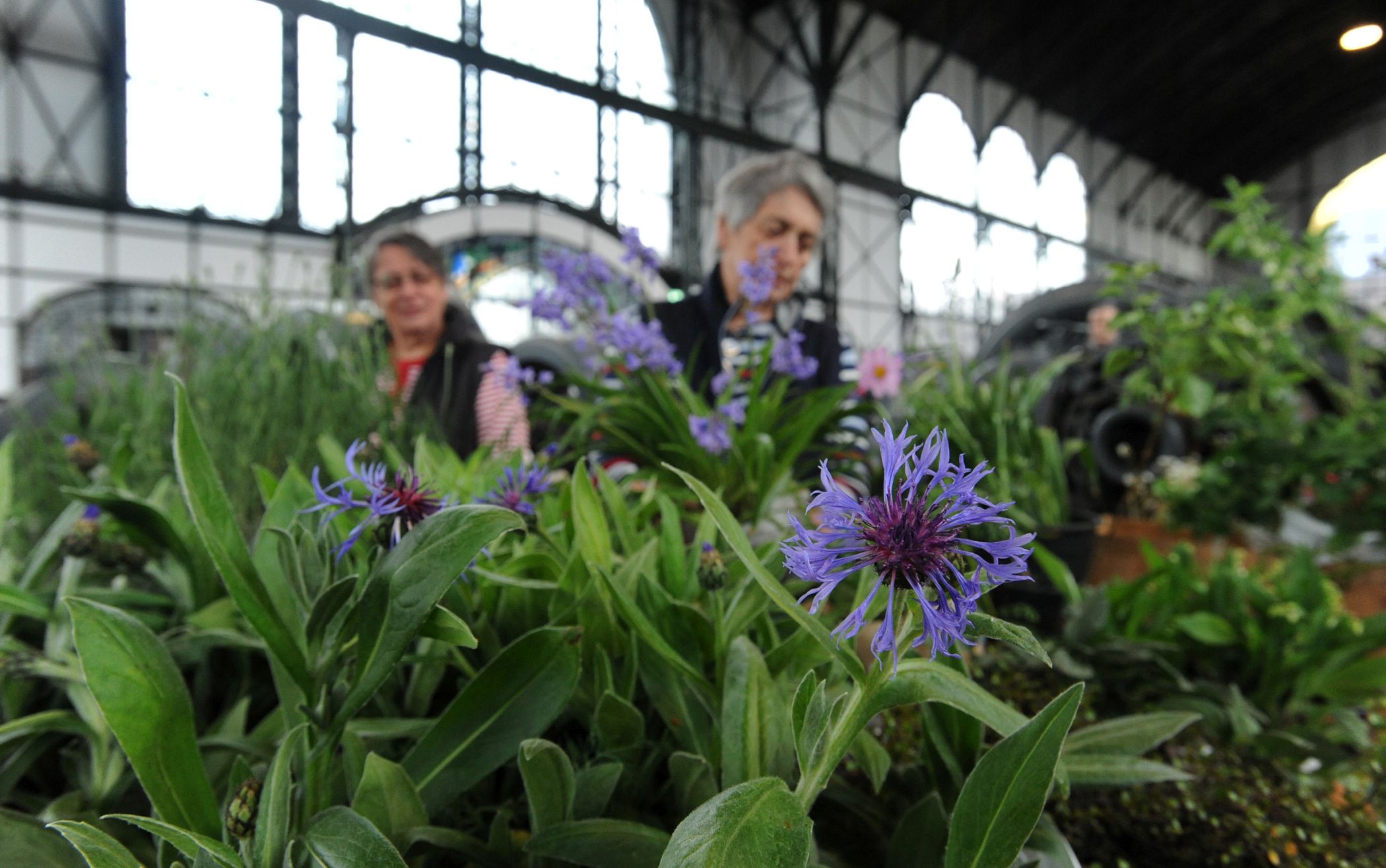 Gartenkungelmarkt