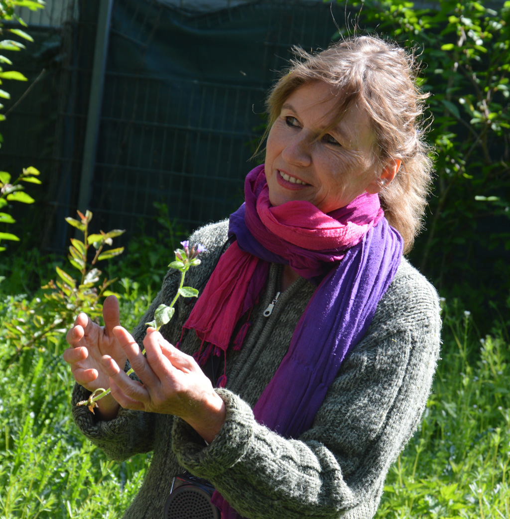 Kräuterkur an der Heilenbecker Talsperre mit Biologin Ursula Stratmann