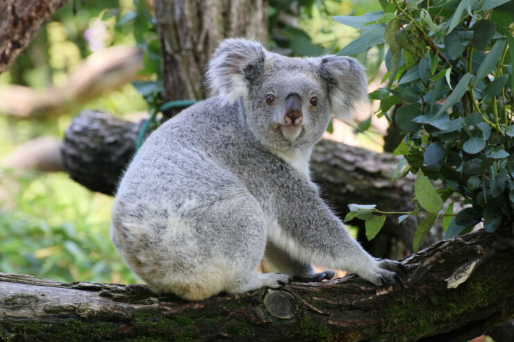 Niedlicher Koala im Zoo Duisburg Bild: Zoo Duisburg/I. Sickmann