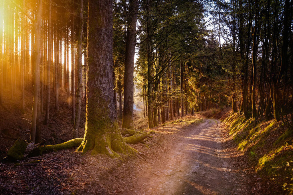 Wald bei Dämmerung Bild: Pixabay