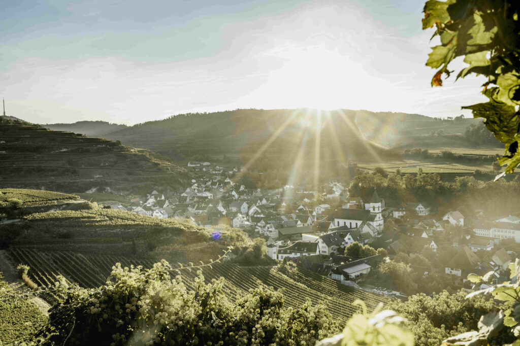 Der Achkarrer Schlossberg Bild: Winzergenossenschaft Achkarren Presse