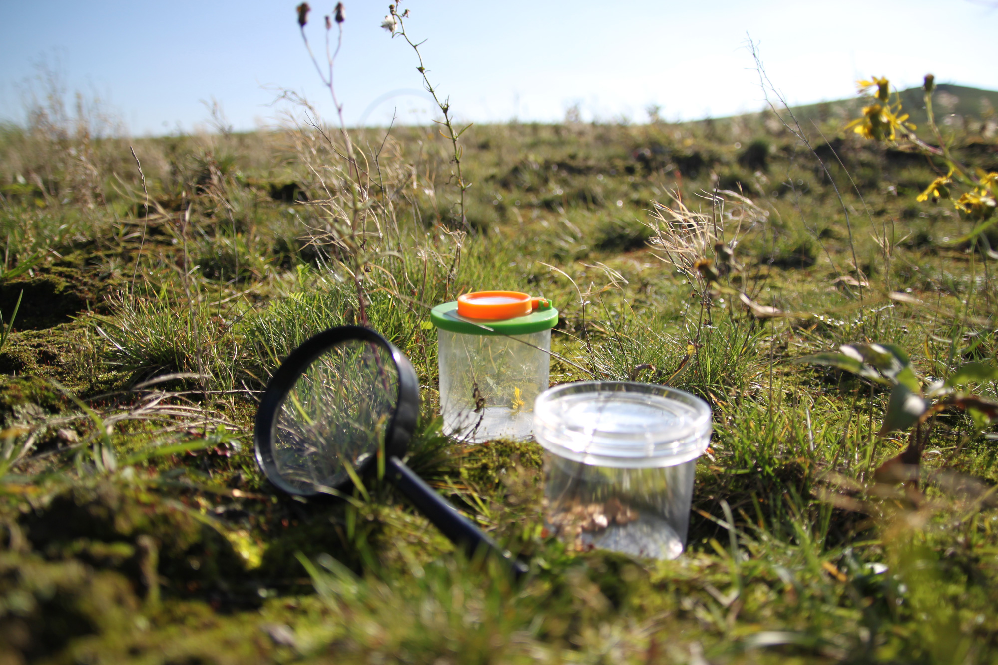 Veranstaltung: Wildkräuterführung auf der Halde Hoheward – Essbare Wildkräuter am Wegesrand