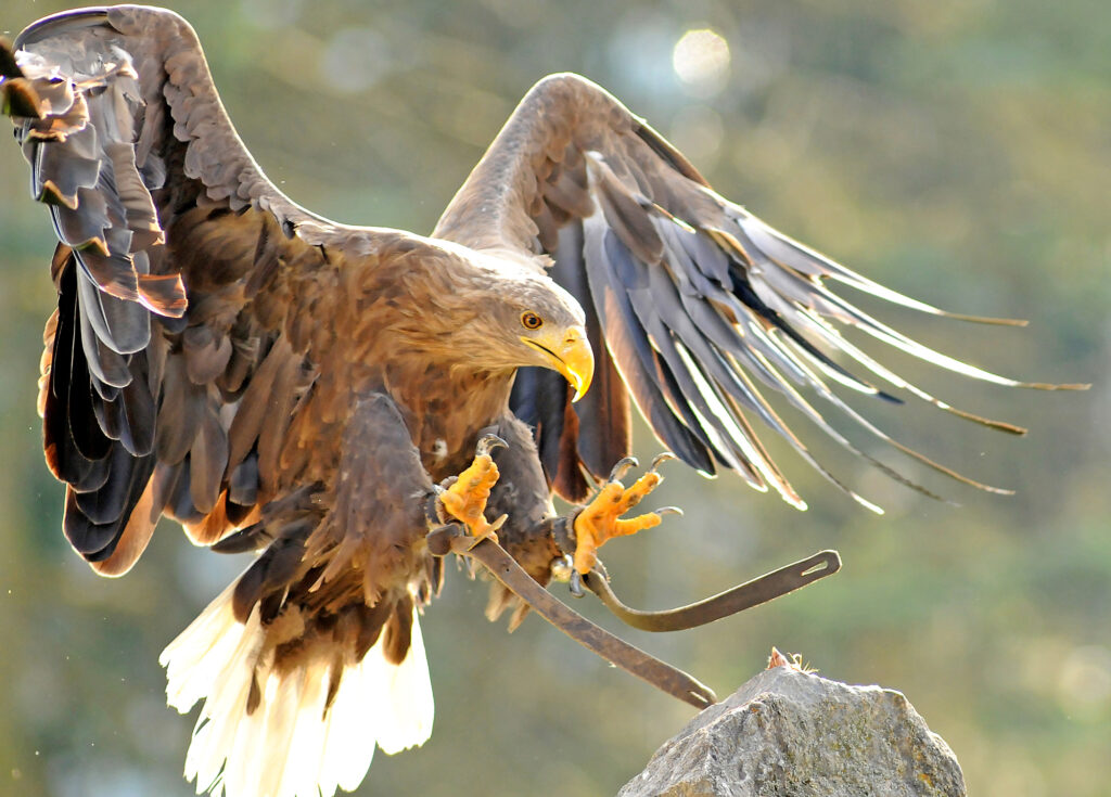 Seitliche Nahaufnahme eines Falken. Der Greifvogel steuert mit seinen Greiffüßen auf die Beute zu.
(Foto: Adlerwarte Berlebeck)