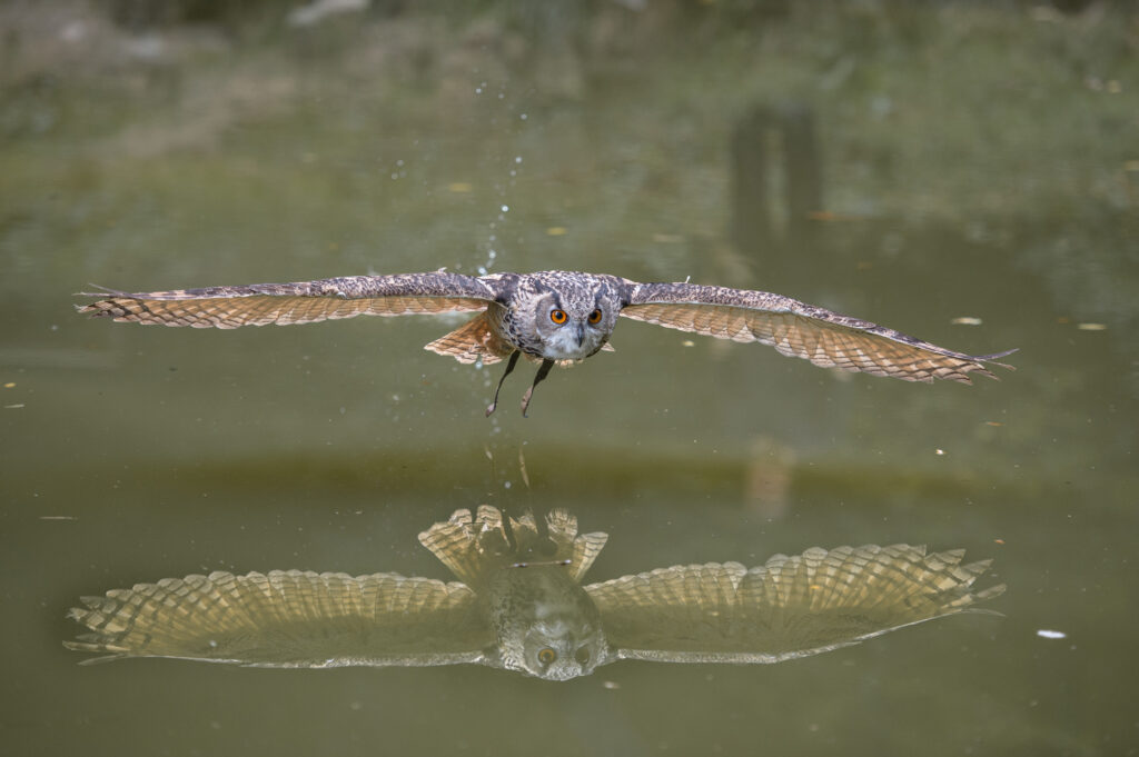 Mit ausgebreiteten Flügeln gleitet die Eule über die Wasseroberfläche, so dass sich ihr Bild auf der Wasseroberfläche spiegelt.
(Foto: Falknerei Bergisch Land)