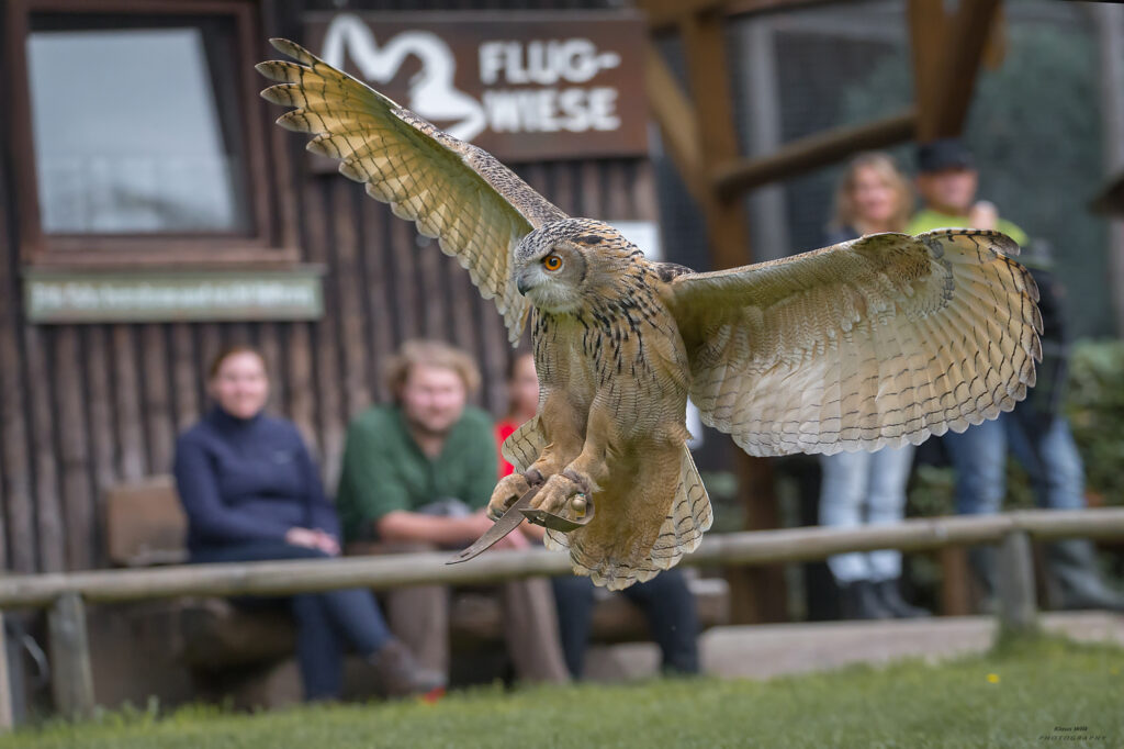 Seitliche Nahaufnahme einer Eule. Mit ausgestreckten Flügeln in Landeposition. Im Hintergrund begeisterte Besucher:innen.
(Foto: Greifvogelstation Hellenthal)