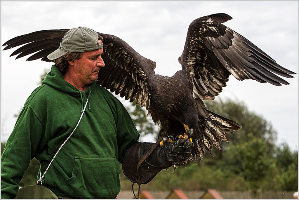 Seitenansicht des Falkners Pierre Schmidt mit einem Weißkopfseeadler. Der Greifvogel hält sich am Arm des Falkners fest.
(Foto: Andreas Dick)